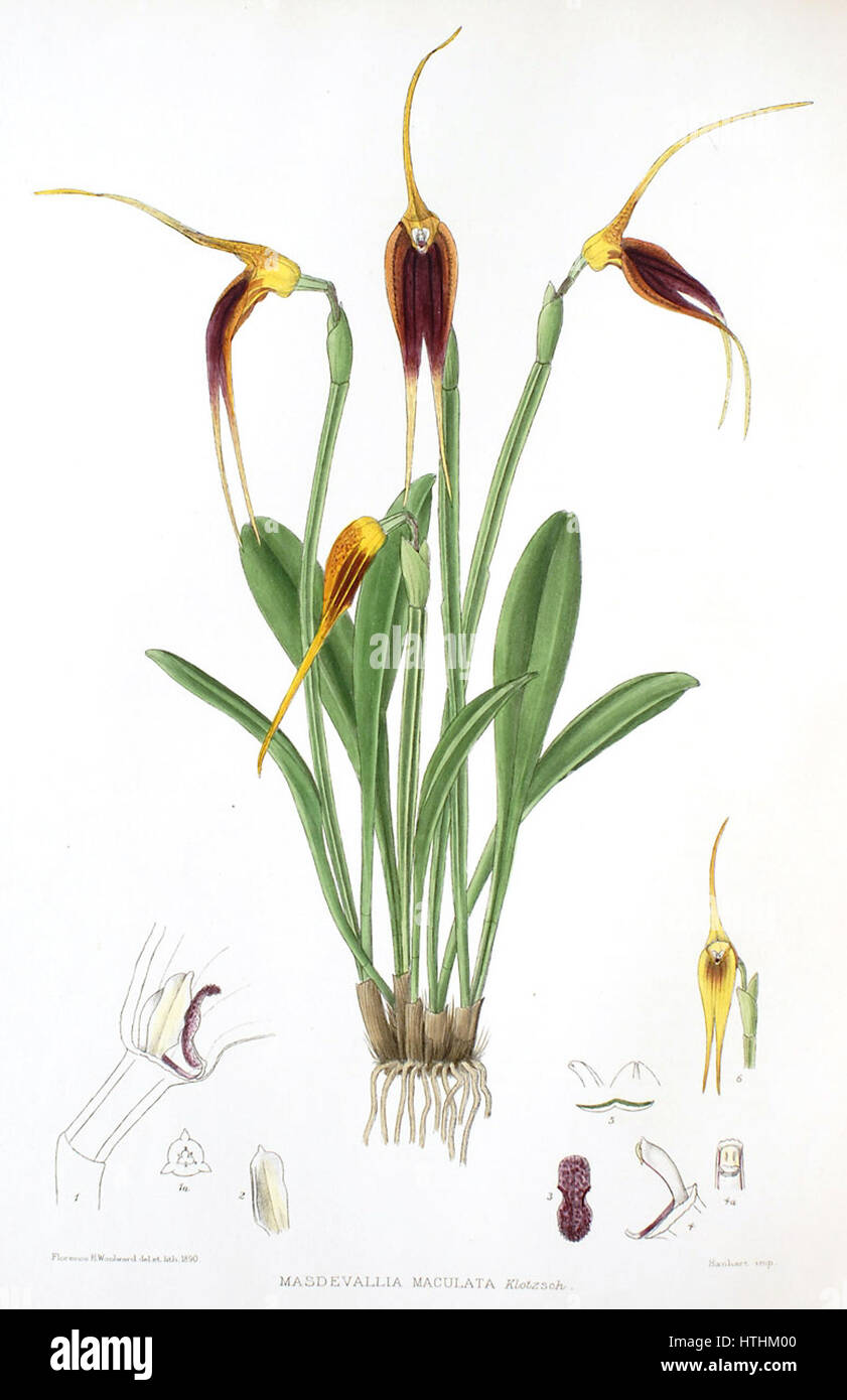 Woolward - The Genus Masdevallia - Masdevallia maculata Stock Photo