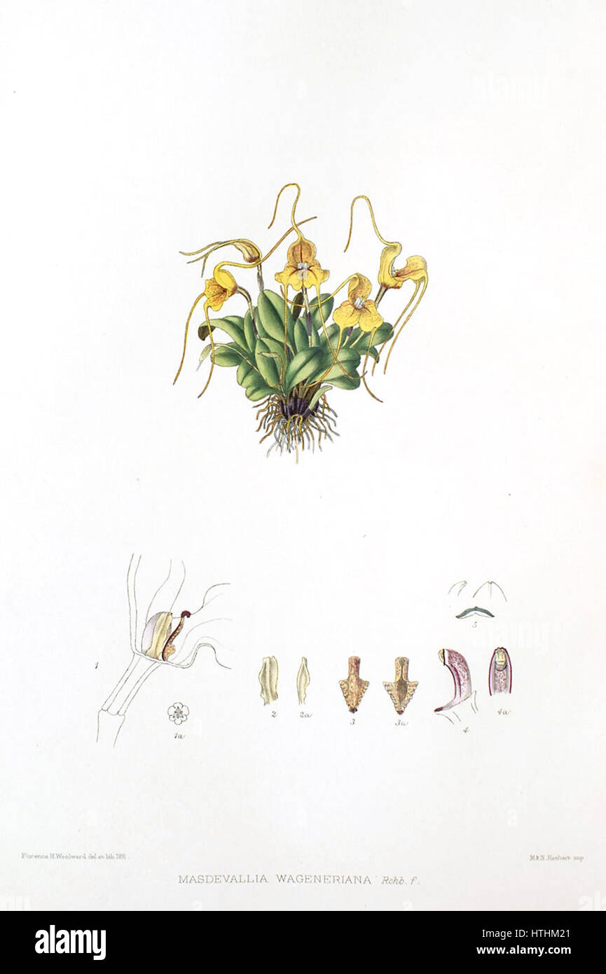 Woolward - The Genus Masdevallia - Masdevallia wageneriana Stock Photo