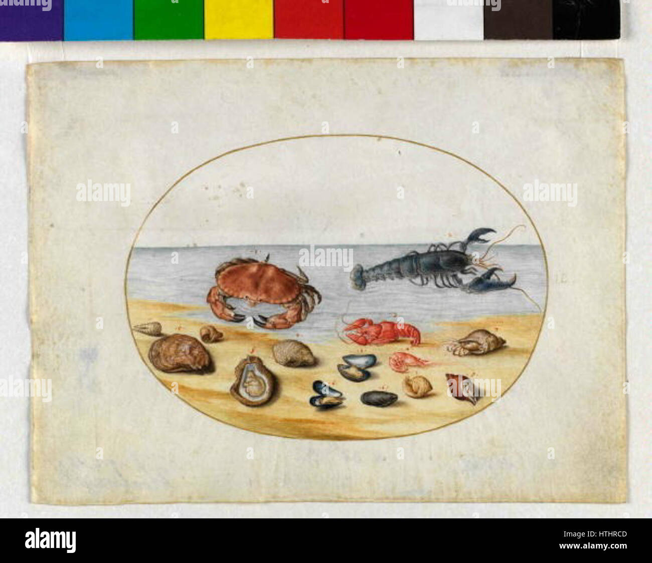 Kreslir Joris Hoefnagel - Musle, rak a krab Stock Photo - Alamy