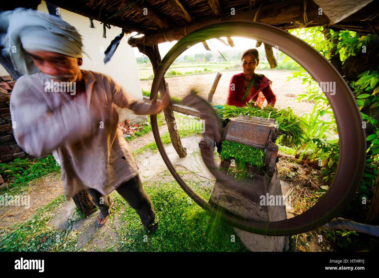 Indian man cutting fodder for cattle, Chotti Haldwani, Kaladunghi ...