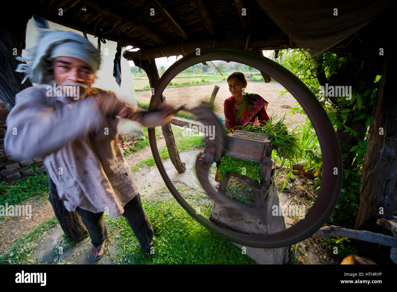 Indian man cutting fodder for cattle, Chotti Haldwani, Kaladunghi ...