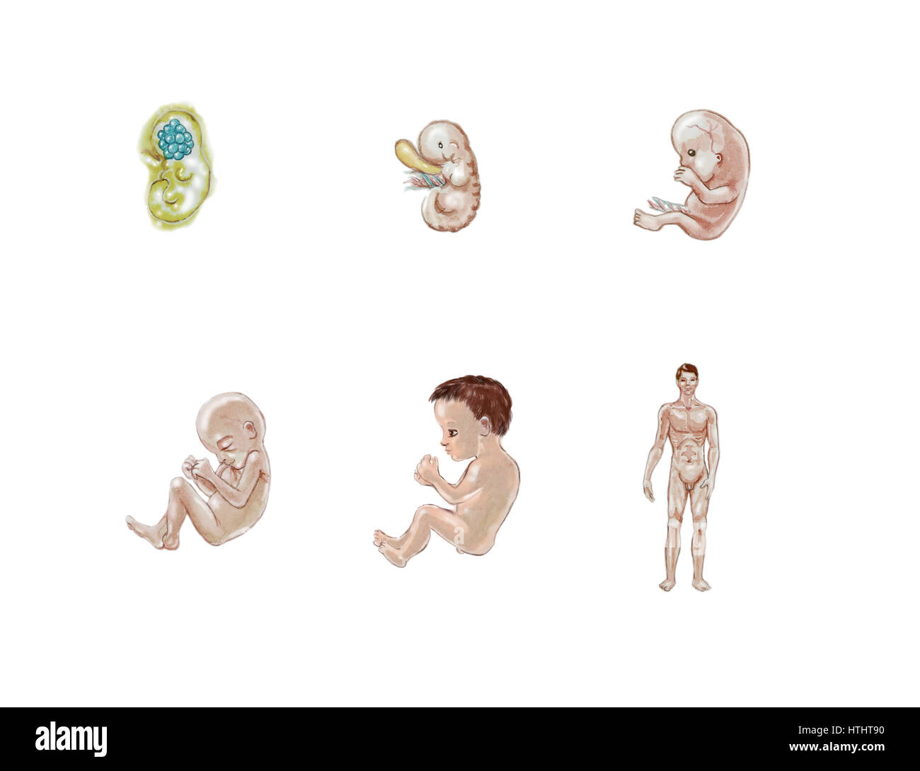 watercolor illustration  showing stages in human  development Stock Photo
