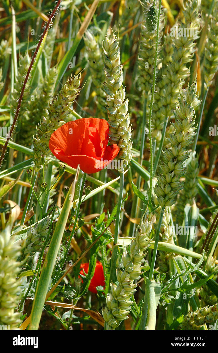 Red Poppy growing in a wheat field Stock Photo - Alamy