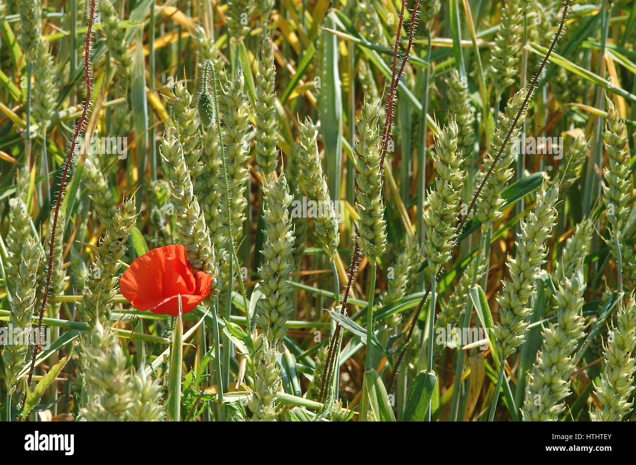 Red Poppy growing in a wheat field Stock Photo - Alamy