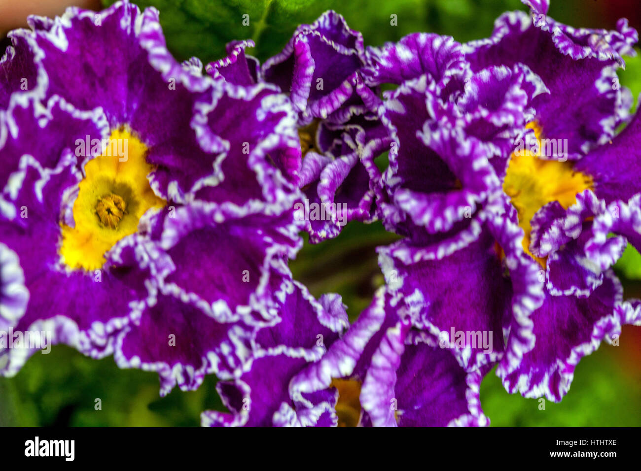 Primrose, Primula acaulis, Primroses, Polyanthus Stock Photo