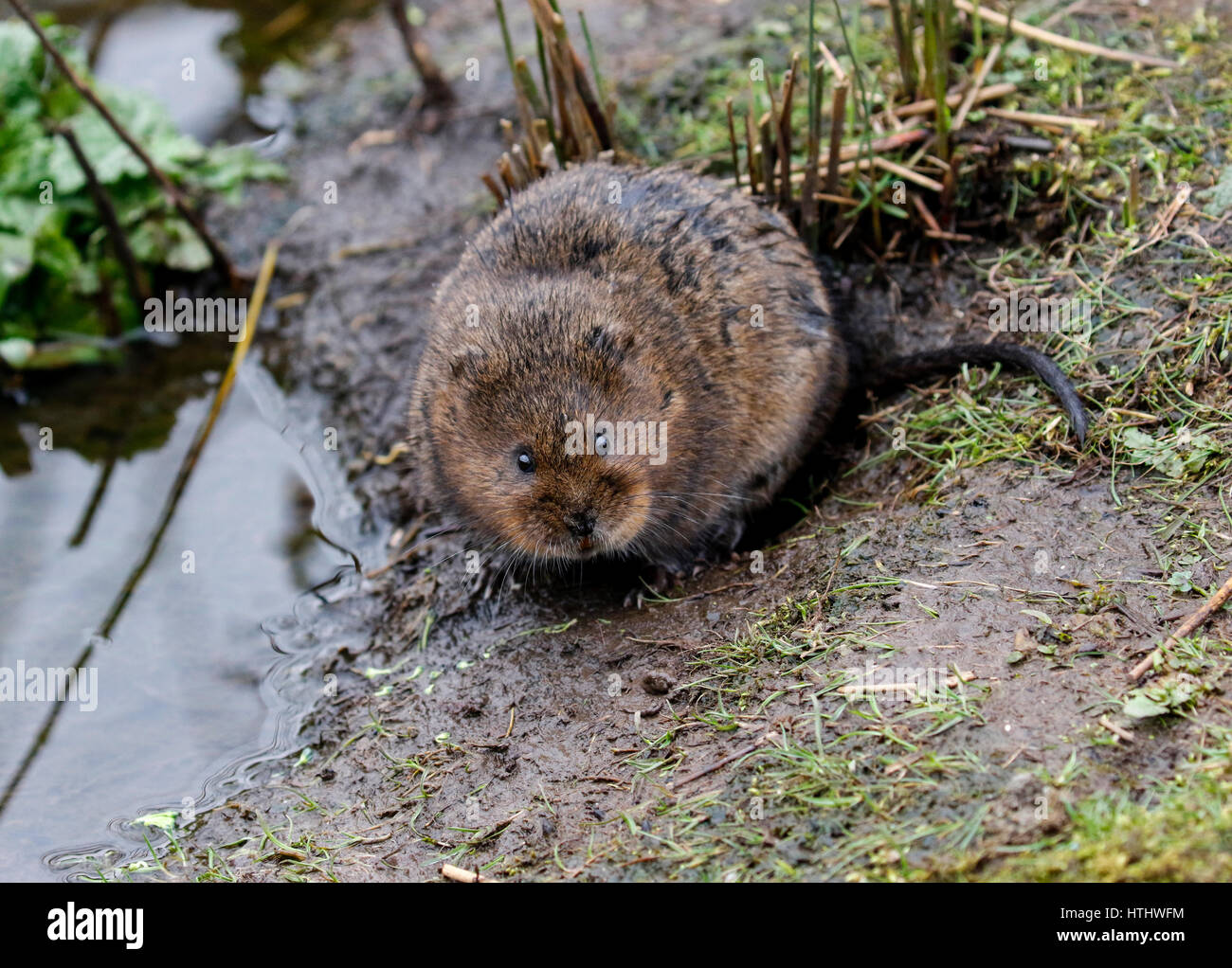 Water Vole (Avicola amphibious Stock Photo Alamy