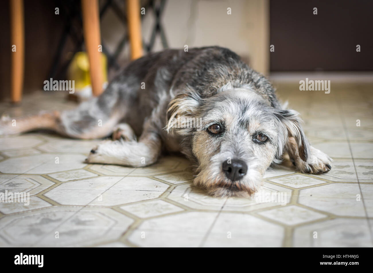 A sad-looking dog lying on the kitchen floor. Stock Photo