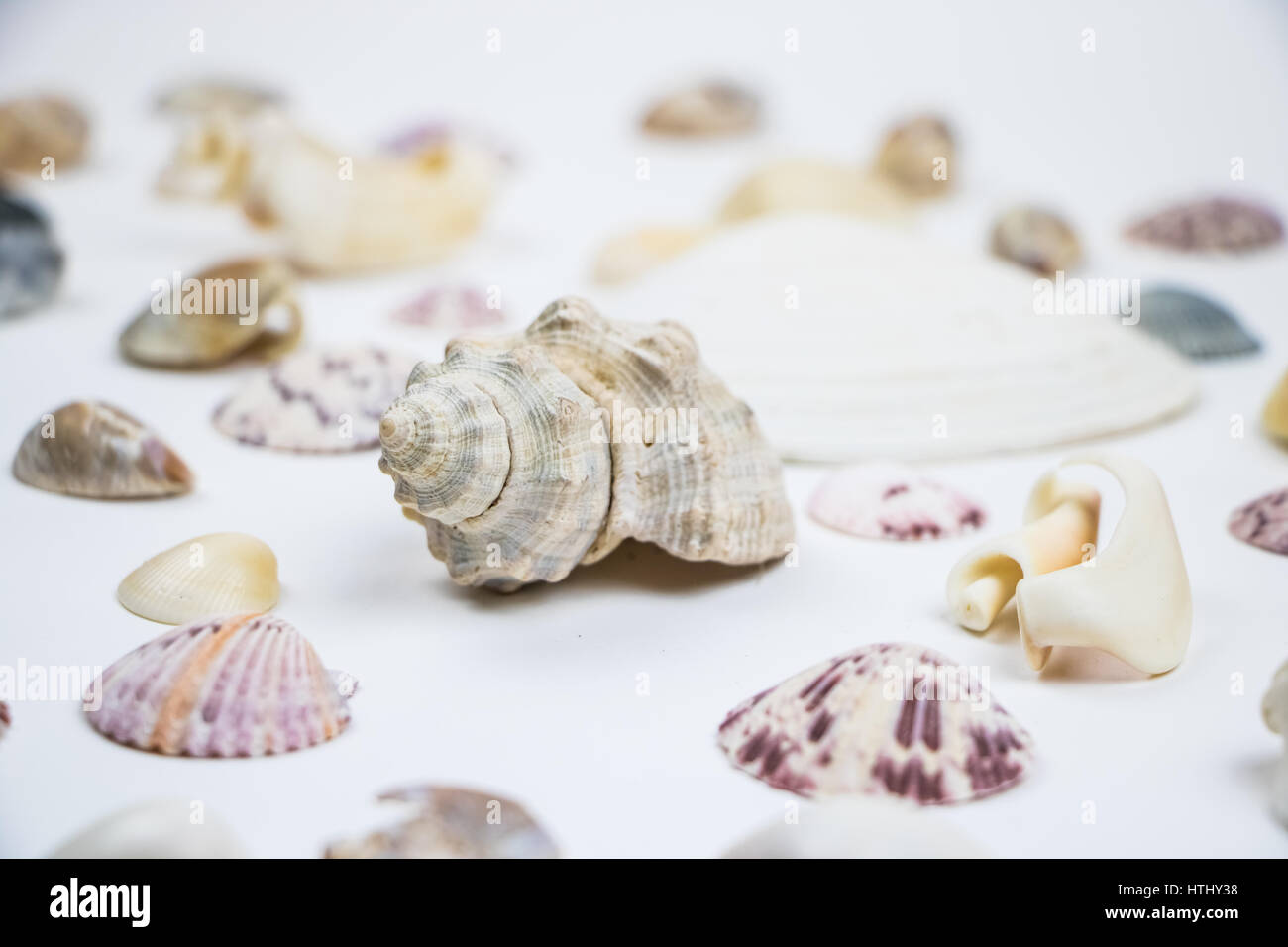 Various Seashells Isolated on White Low Angle Stock Photo - Alamy