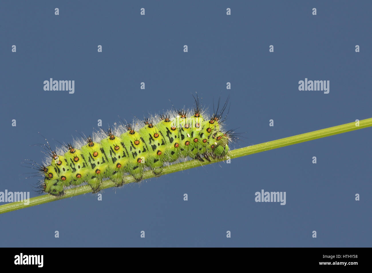 An Emperor moth Caterpillar (Saturnia pavonia) resting on a grass stem. Stock Photo