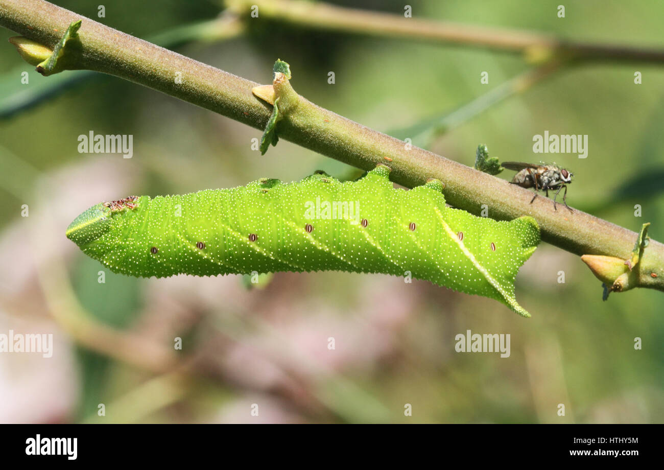 An Eyed Hawkmoth Caterpillar (Smerinthus ocellata) feeding on willow