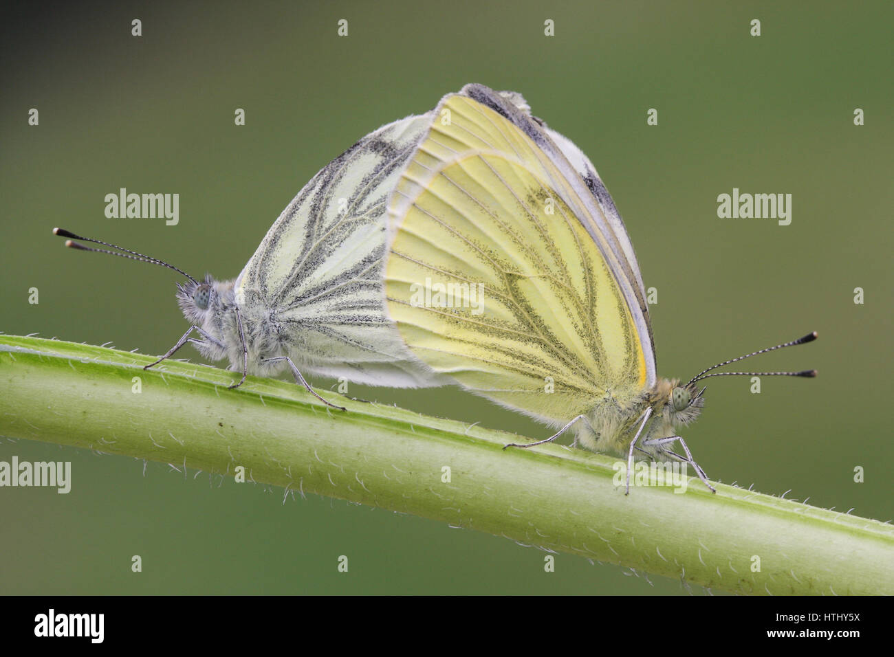 The side view of a mating pair of Green-veined White Butterfly (Pieris napi) perched on a stem with their wings closed. Stock Photo