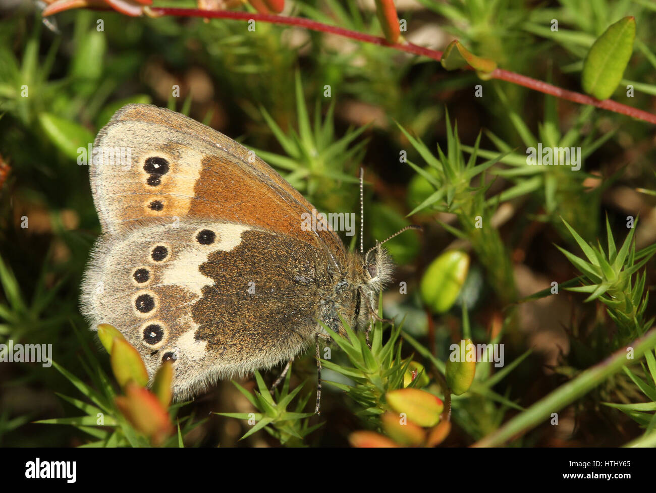The side view of a Large Heath Butterfly (Coenonympha tullia) perched on Moss with its wings closed. Stock Photo