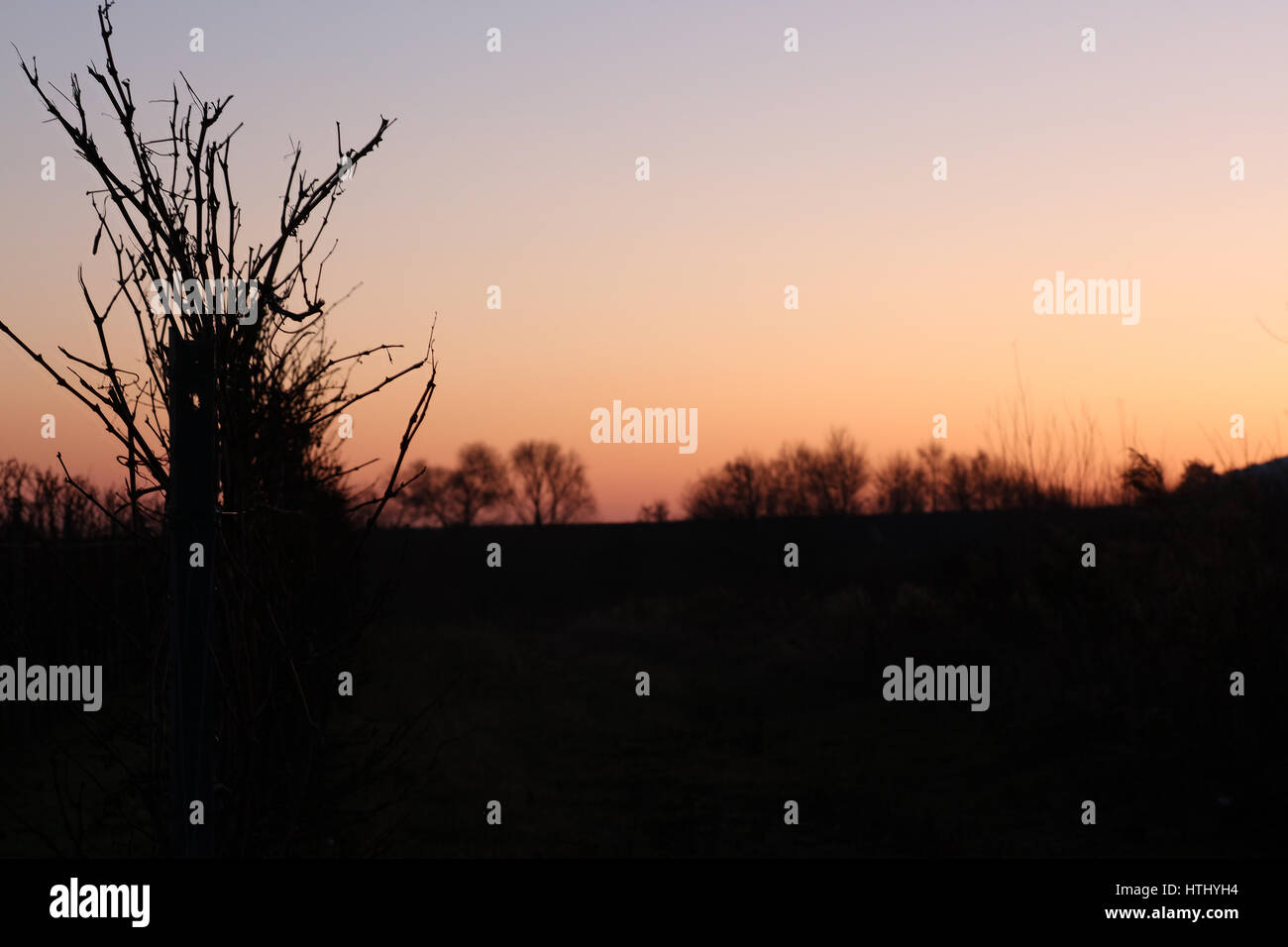 Weinberg im Sonnenuntergang Stock Photo