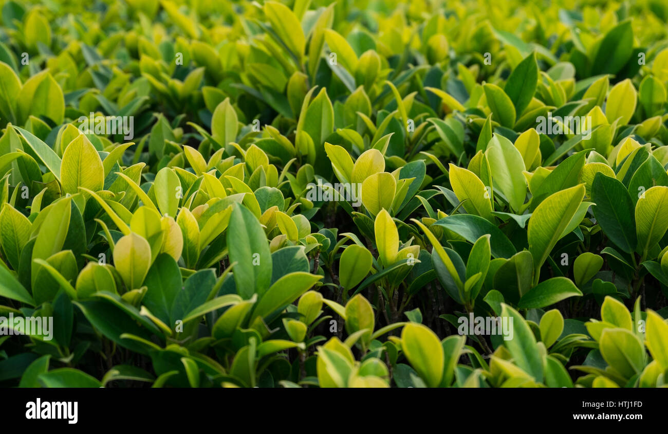 Close up view of little green plants, selective focus. Stock Photo