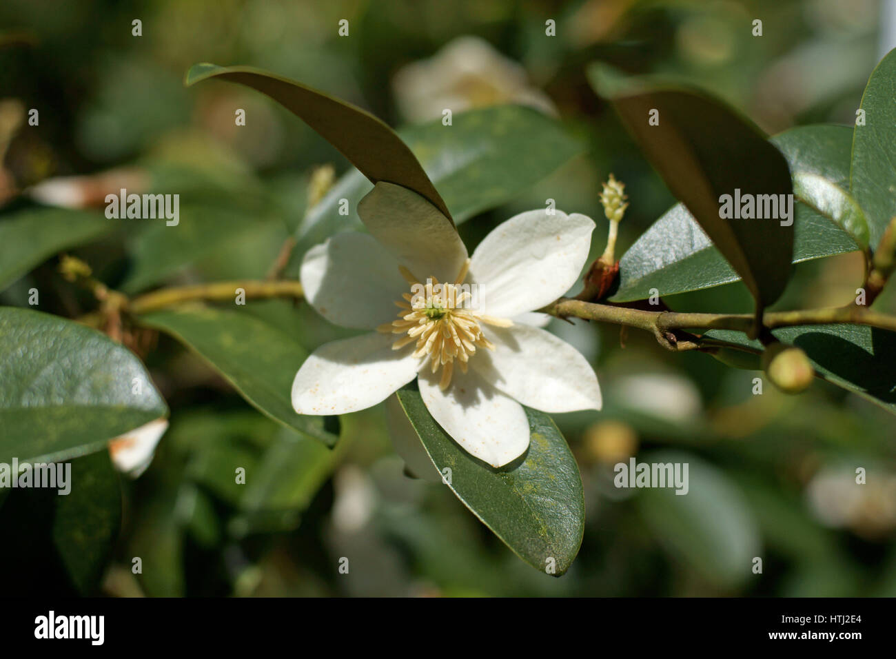 Magnolia figo var. crassipes Stock Photo