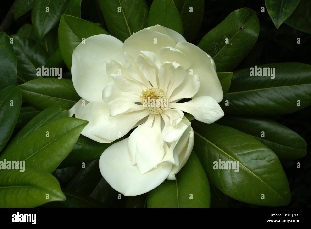 Magnolia grandiflora hi-res stock photography and images - Alamy