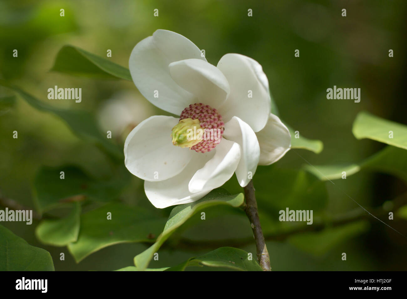Magnolia sieboldii Stock Photo