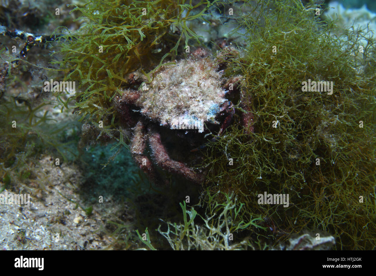 European spider crab (Maja squinado) underwater in the Mediterranean Sea Stock Photo
