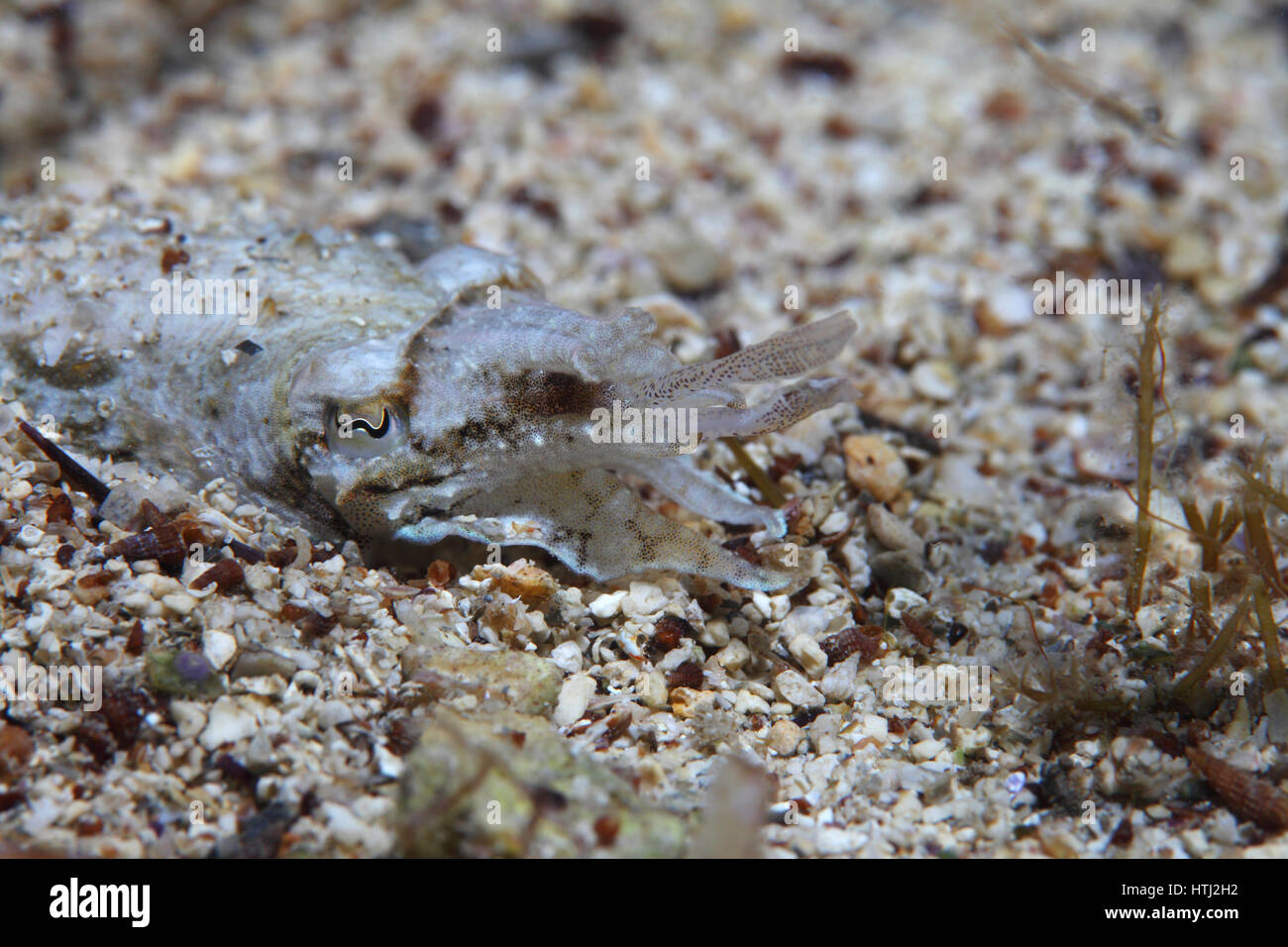 Elegant cuttlefish (Sepia elegans) hunting for small crustaceans in the Mediterranean Sea Stock Photo