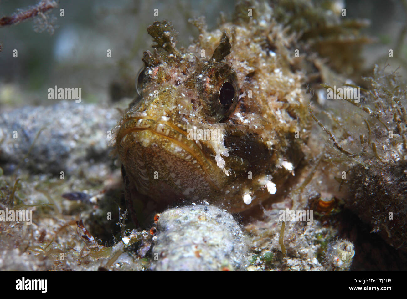 Cadenat rockfish (Scorpaena loppei) underwater in the Mediterranean Sea Stock Photo
