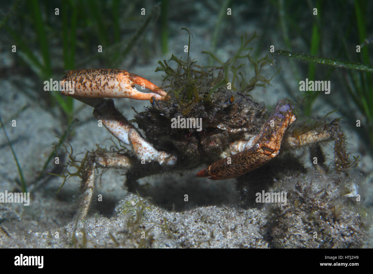 European spider crab hires stock photography and images Alamy