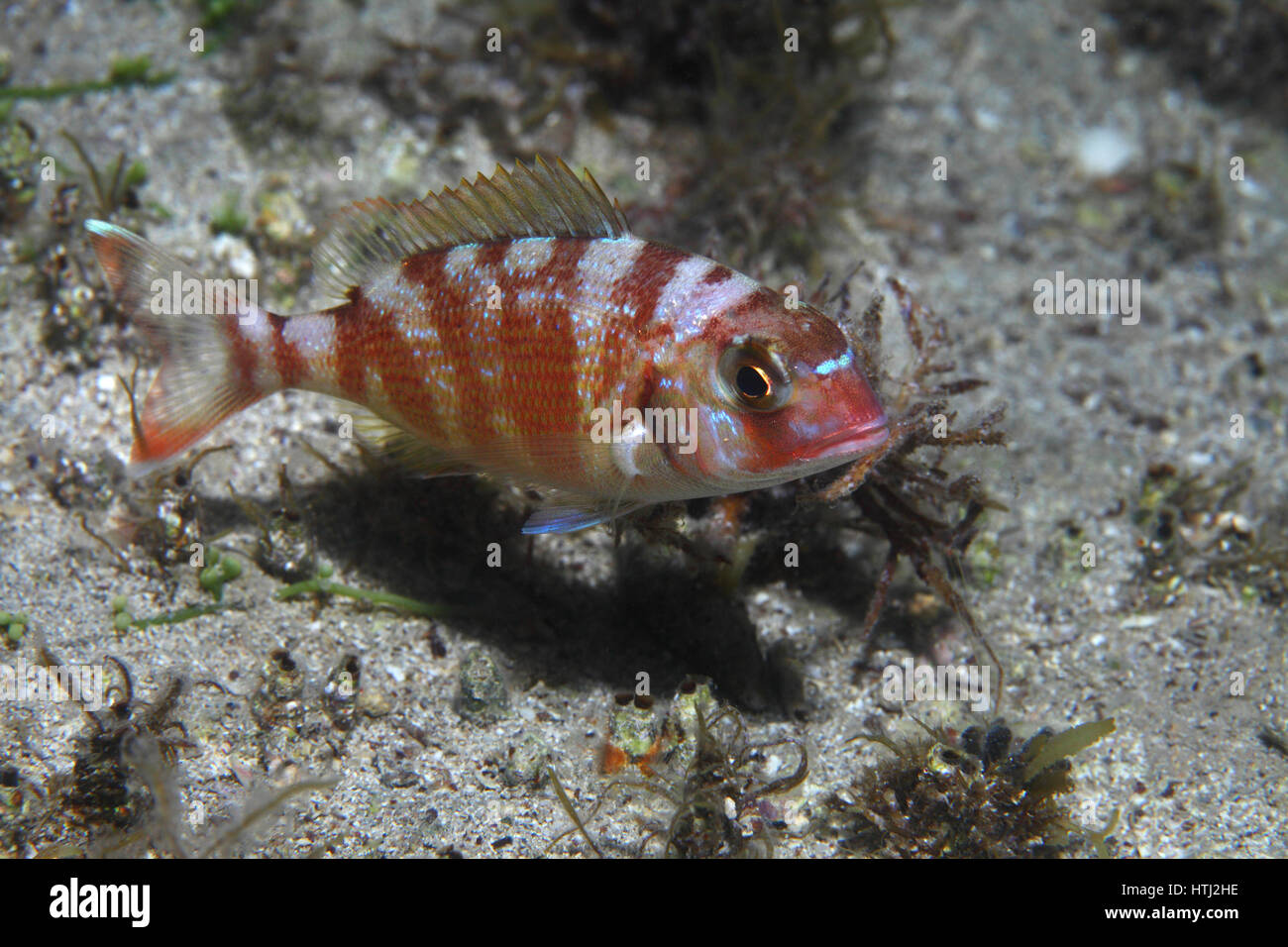 Red pandora fish (Pagellus bellotii) underwater in the Mediterranean Sea Stock Photo