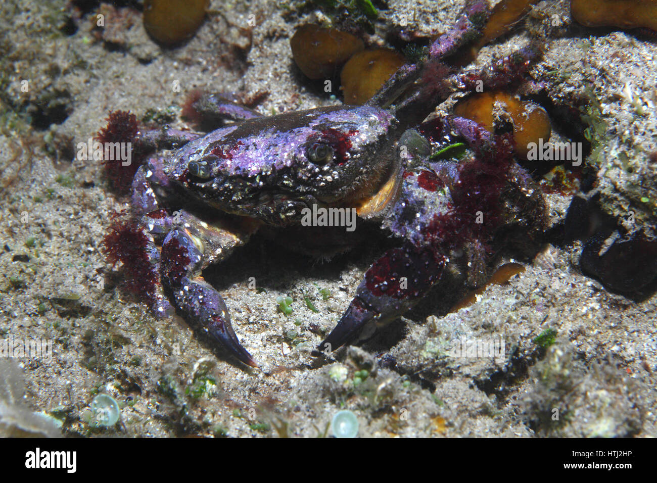 Round crab (Xantho pilipes) underwater in the Mediterranean Sea Stock Photo