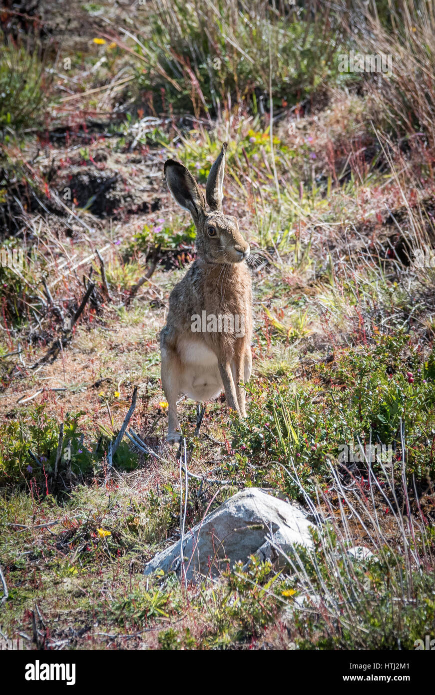 A rabbit the size of a small dog that you will find in Torres del Paine ...