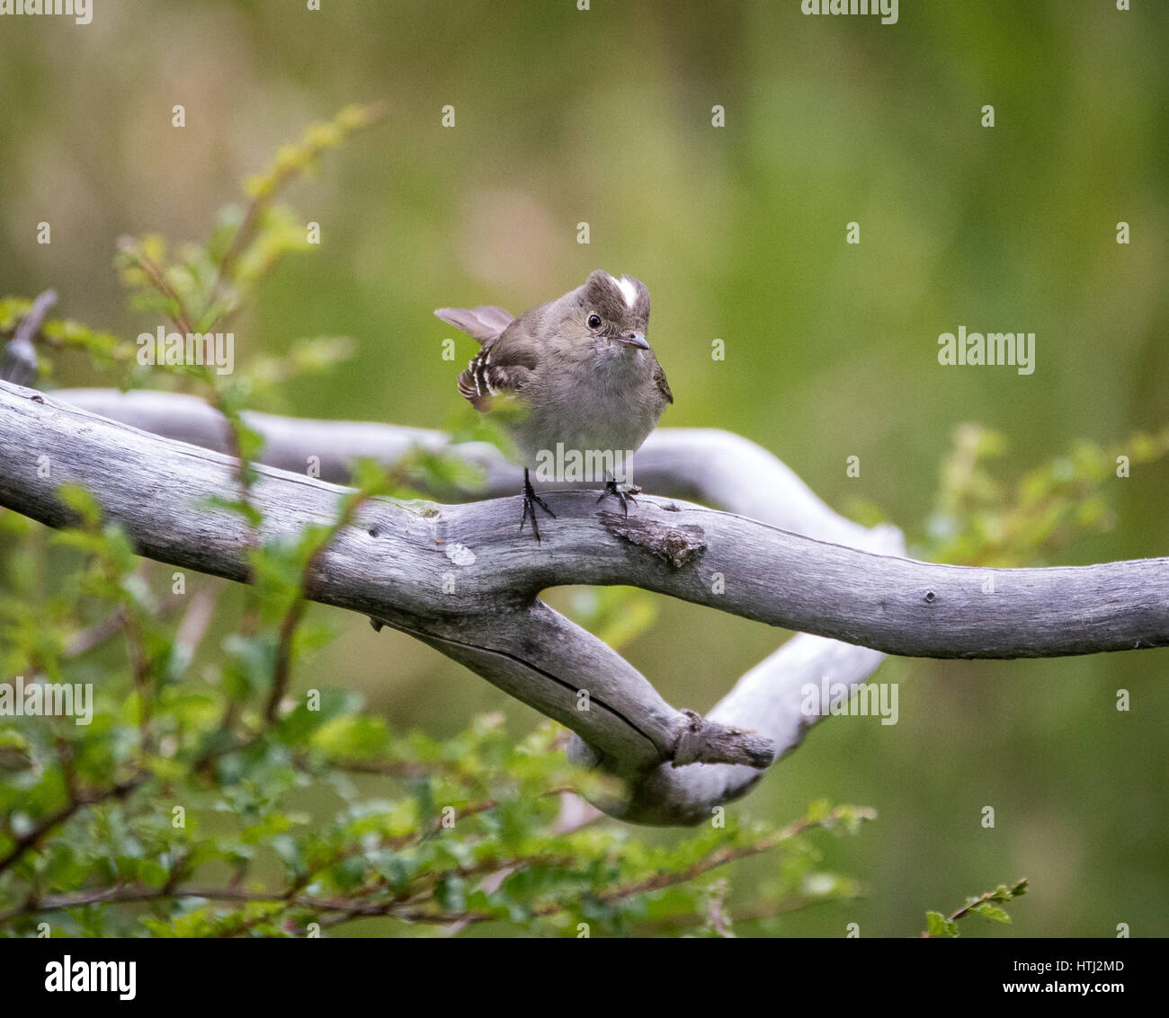 One of the many birds that you will find inTorres del Paine national park. Stock Photo