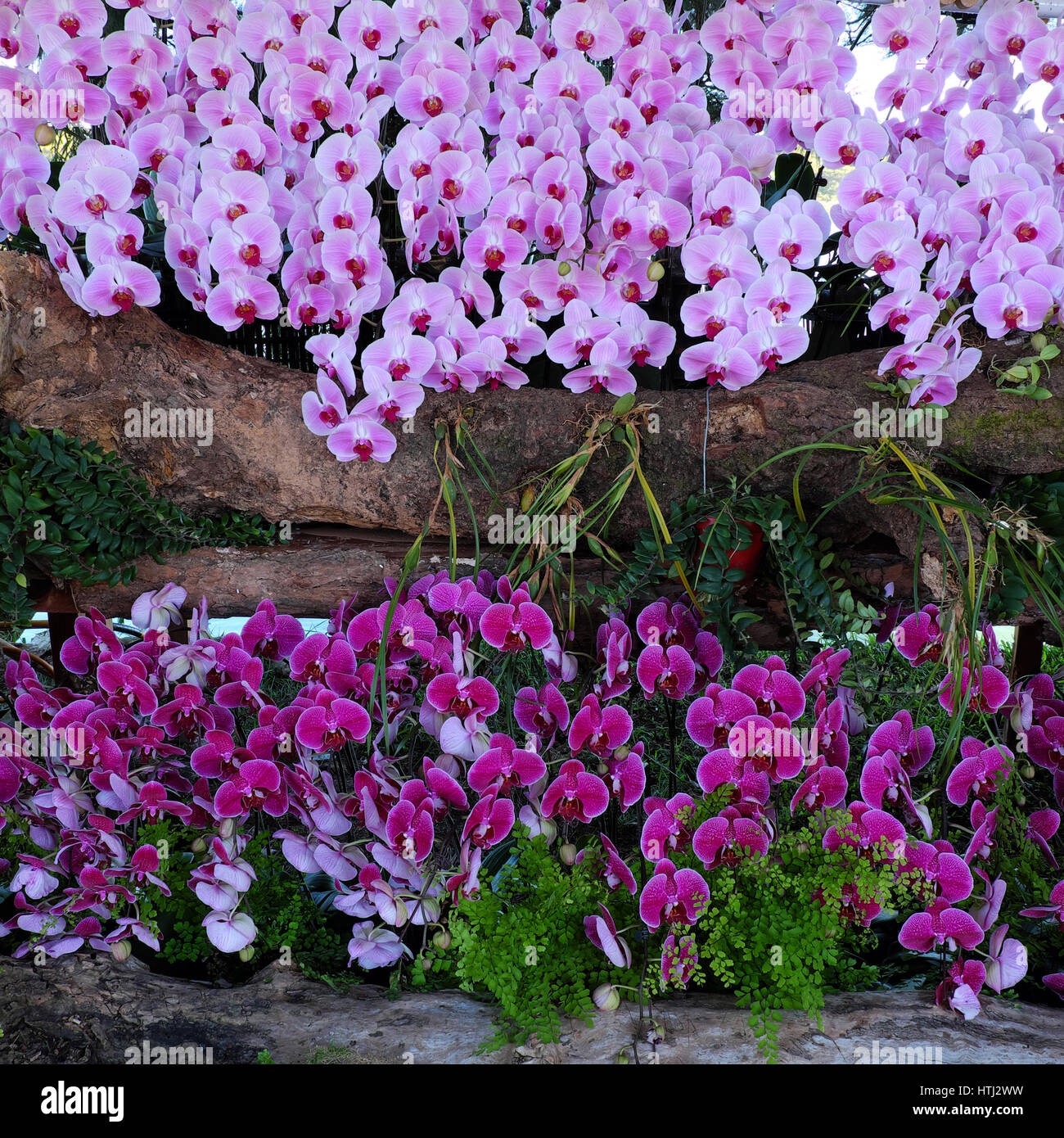 Amazing flower background, group of orchid pot show at flowers festival at Dalat, Vietnam in