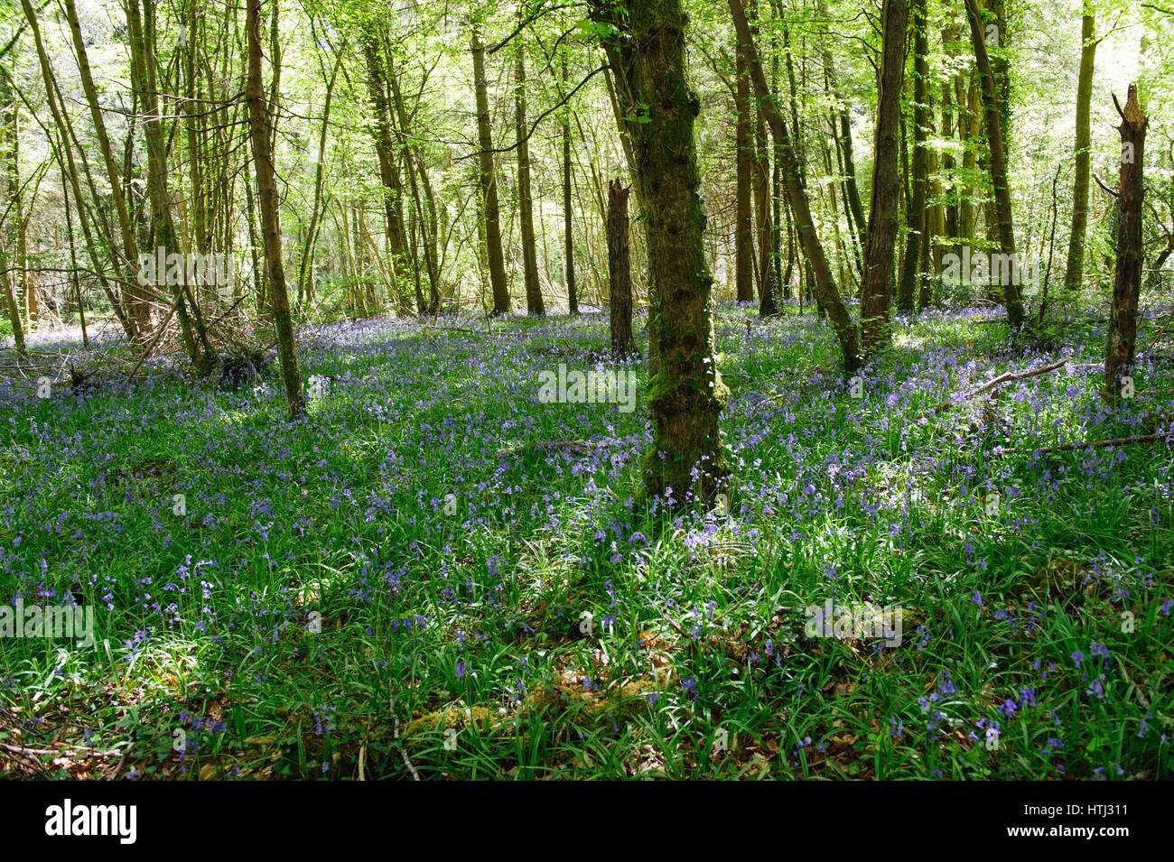 Bluebell blossom in the  Forest on spring time , Ireland Stock Photo