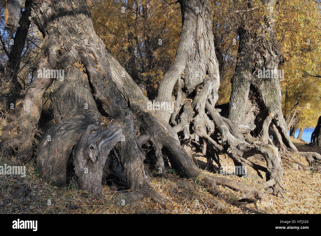 Autumn landscape-huge roots of old willows.Work of time Stock Photo