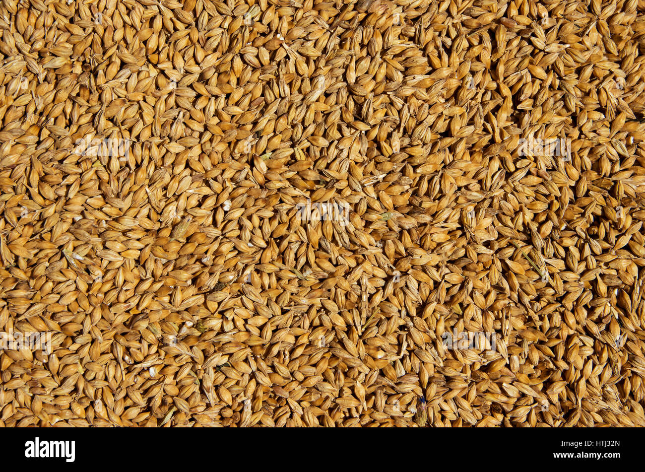 Barley grain. The view from the top. Product for beer production. Export and import of grain. Stock Photo