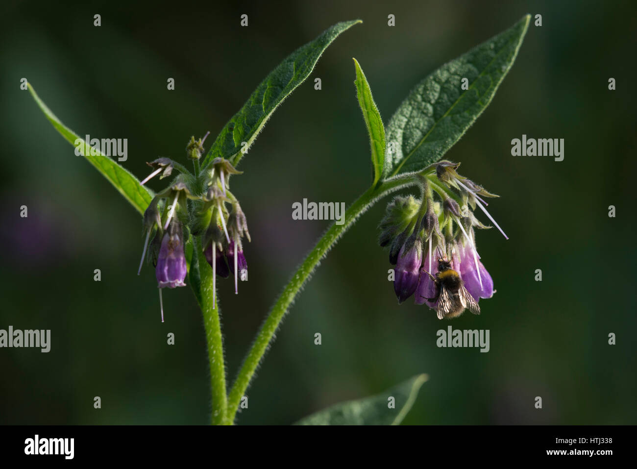 Flowers of Russian Comfrey (Symphytum Uplandicum) Stock Photo
