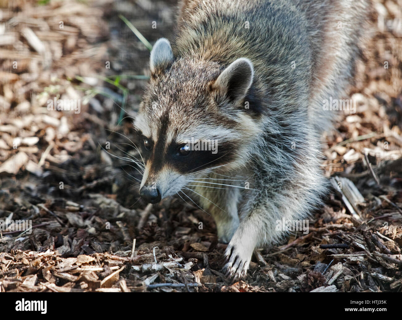 Raccoon (procyon lotor) Stock Photo