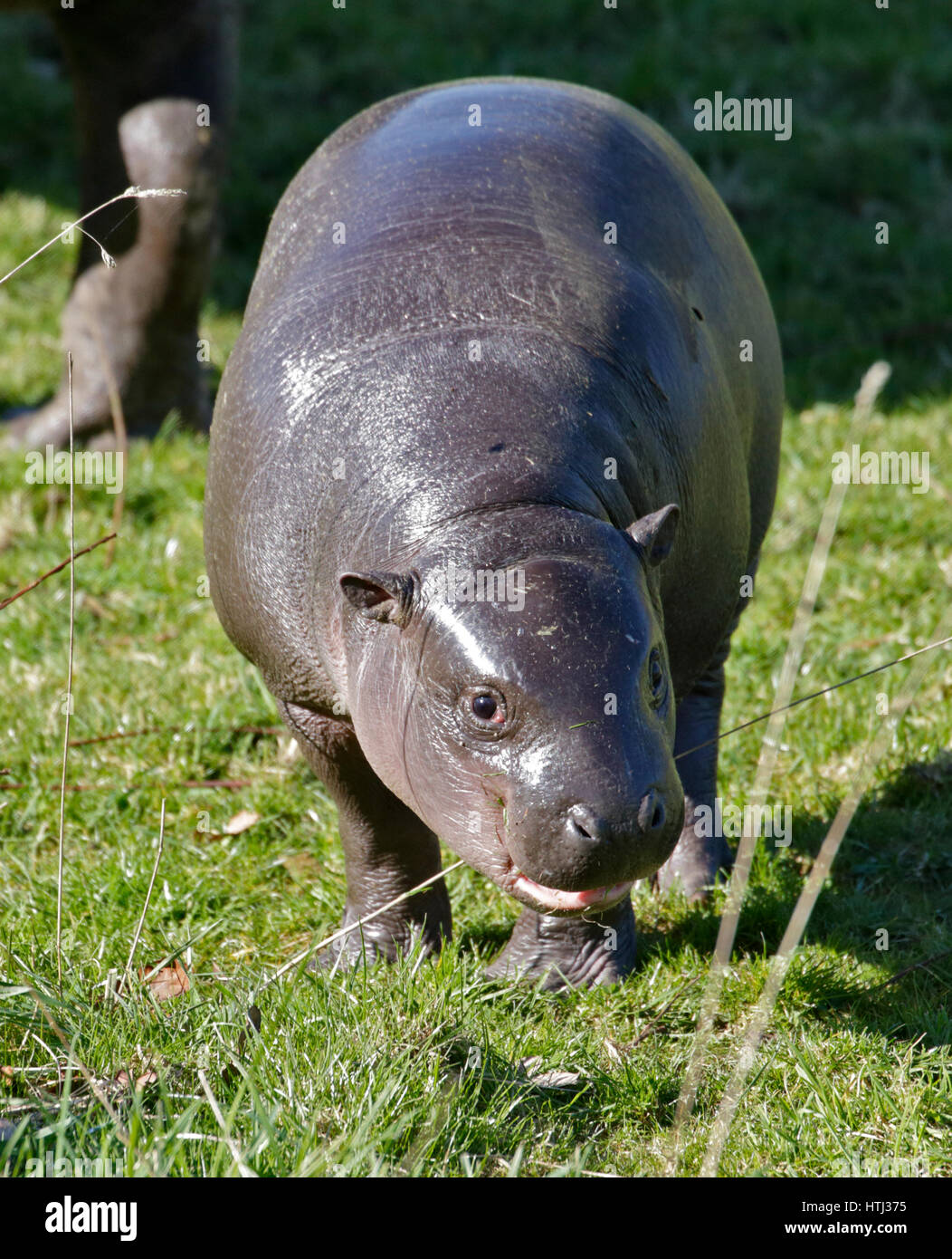 Baby Pygmy Hippopotamus (hexaprotodon liberiensis) Stock Photo