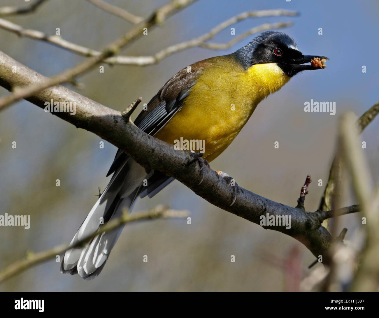Laughingthrush garrulax hires stock photography and images Alamy