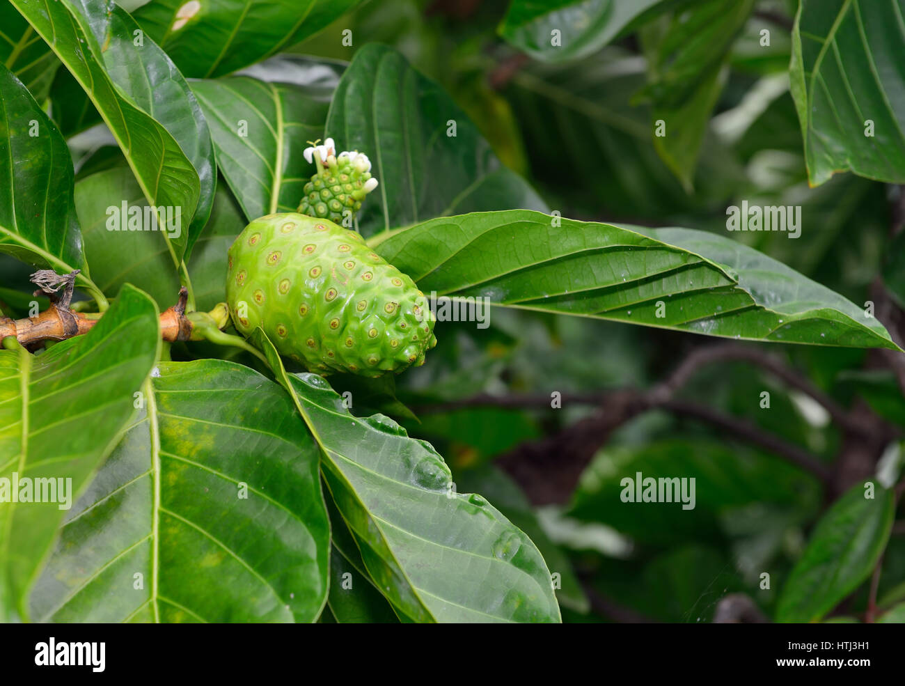 green noni fruit also known as Morinda citrifolia growing wild in ...