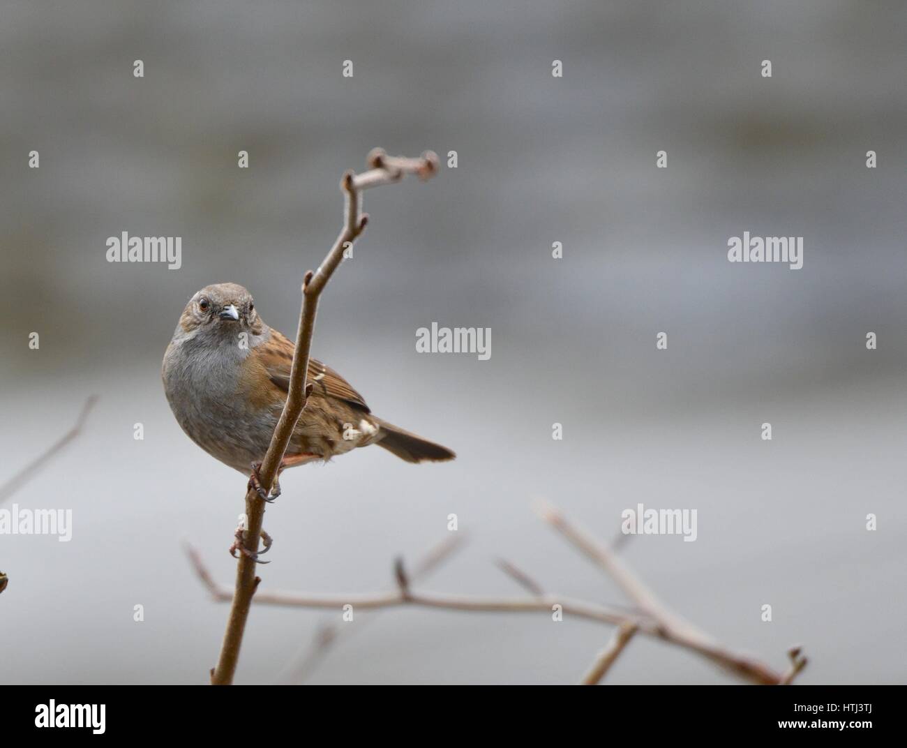 A dunnock sitting on a branch Stock Photo