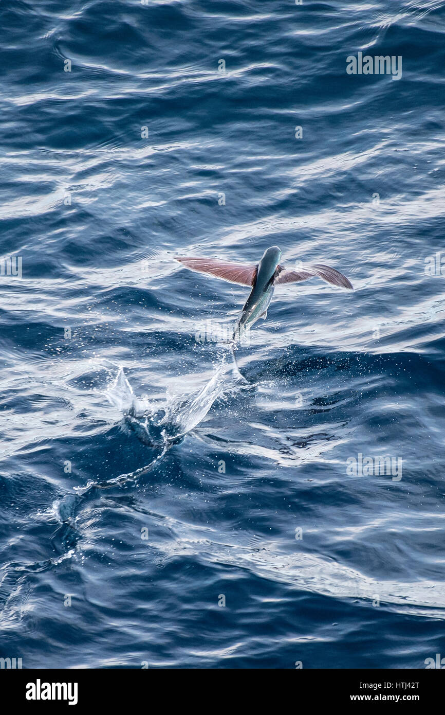 Sailfin Flying Fish, Parexocoetus brachypterus, taking off, several hundred miles off Mauritania, North Africa, North Atlantic Ocean Stock Photo