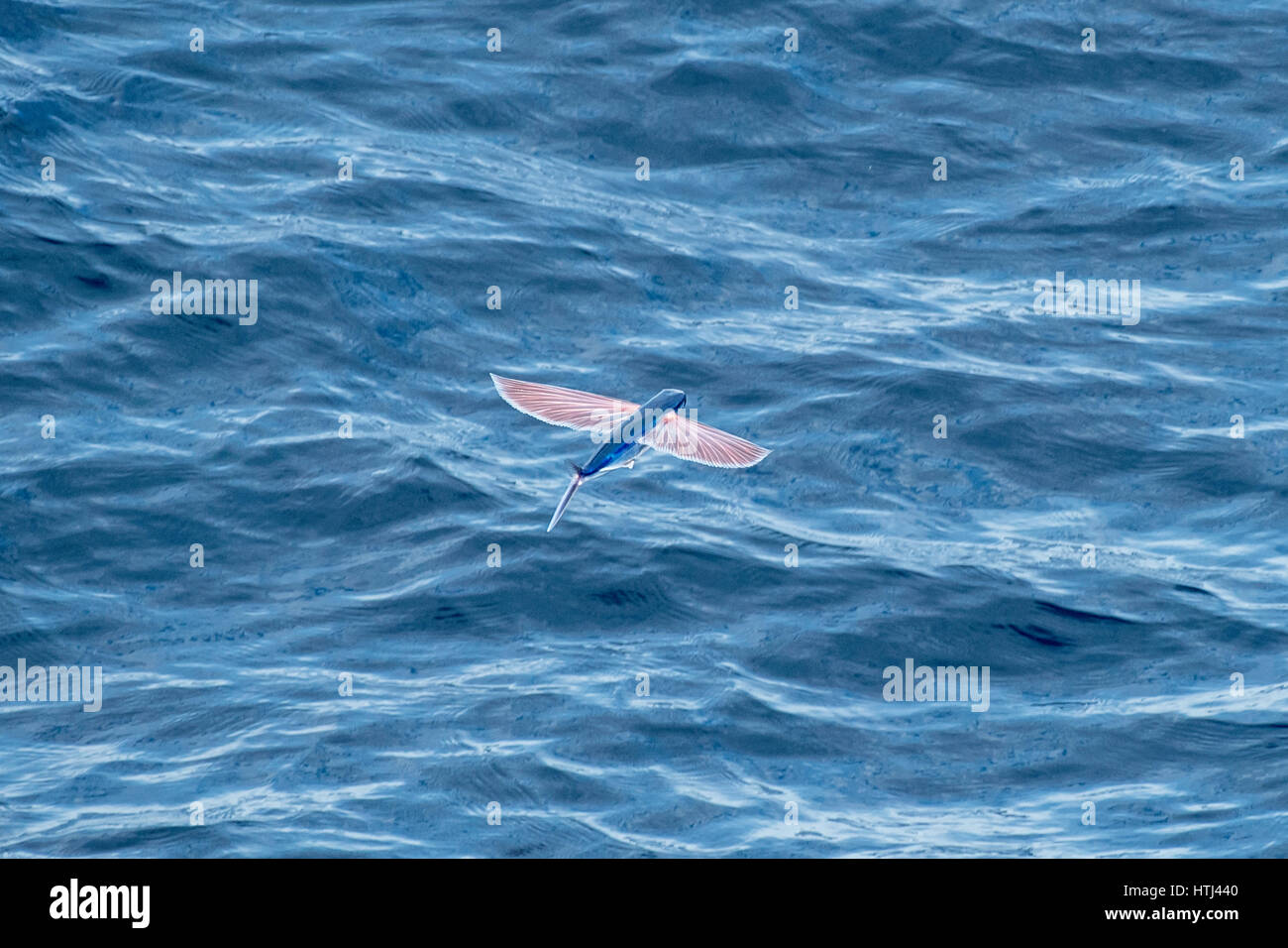 Sailfin Flying Fish, Parexocoetus brachypterus, in mid air, several hundred miles off Mauritania, North Africa, North Atlantic Ocean Stock Photo