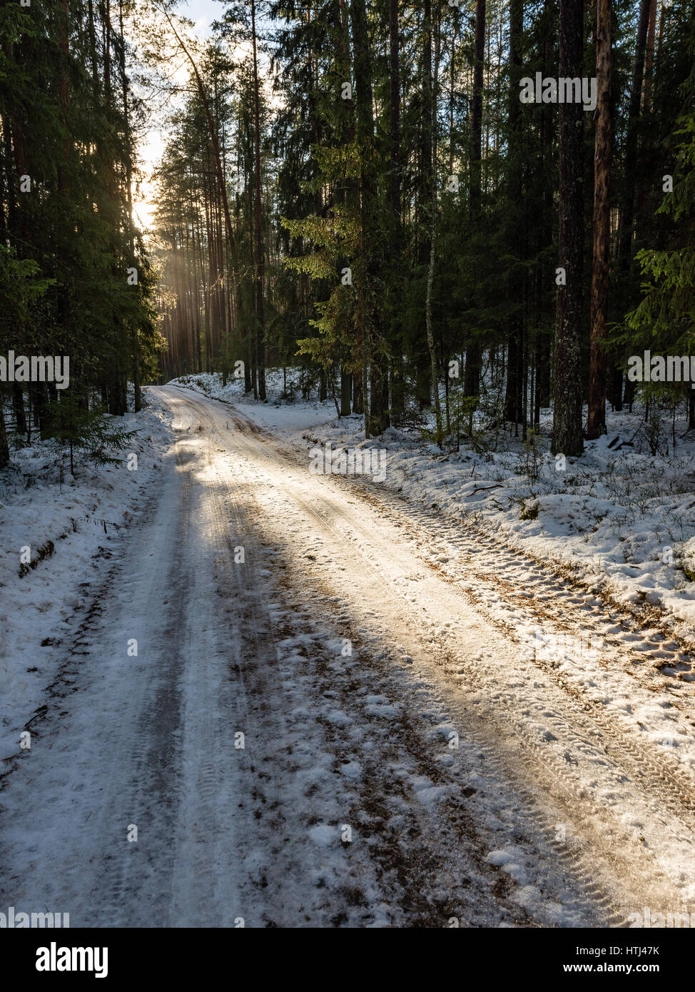 country road in perspective in winter forest with trees and grass Stock ...