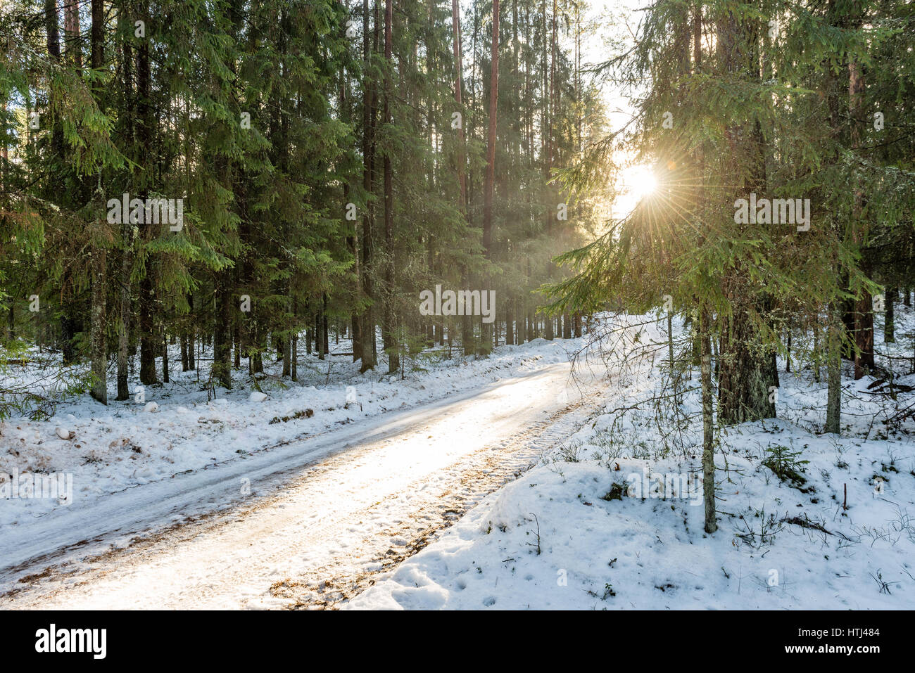 country road in perspective in winter forest with trees and grass Stock ...