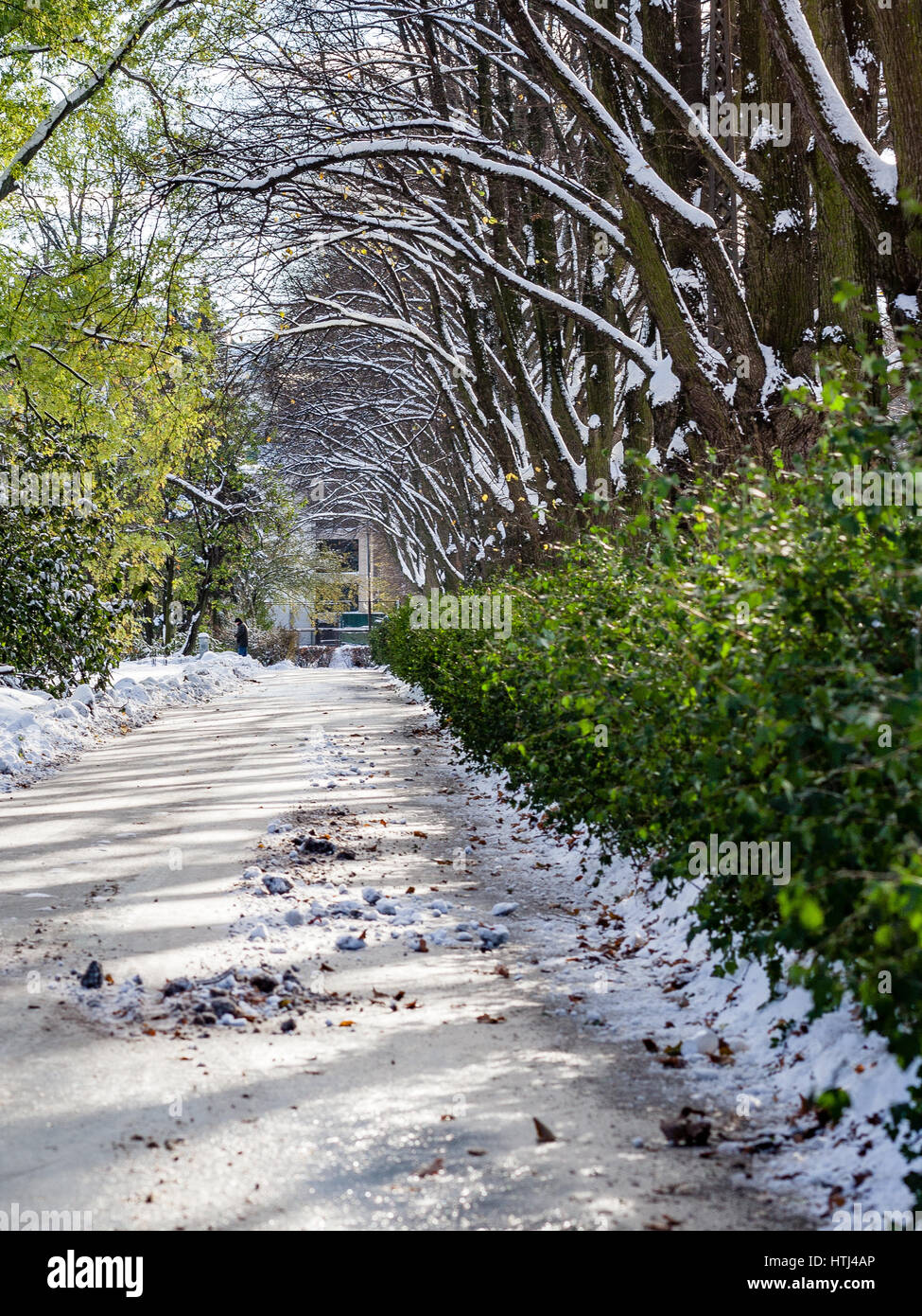 country road in perspective in winter forest with trees and grass Stock ...