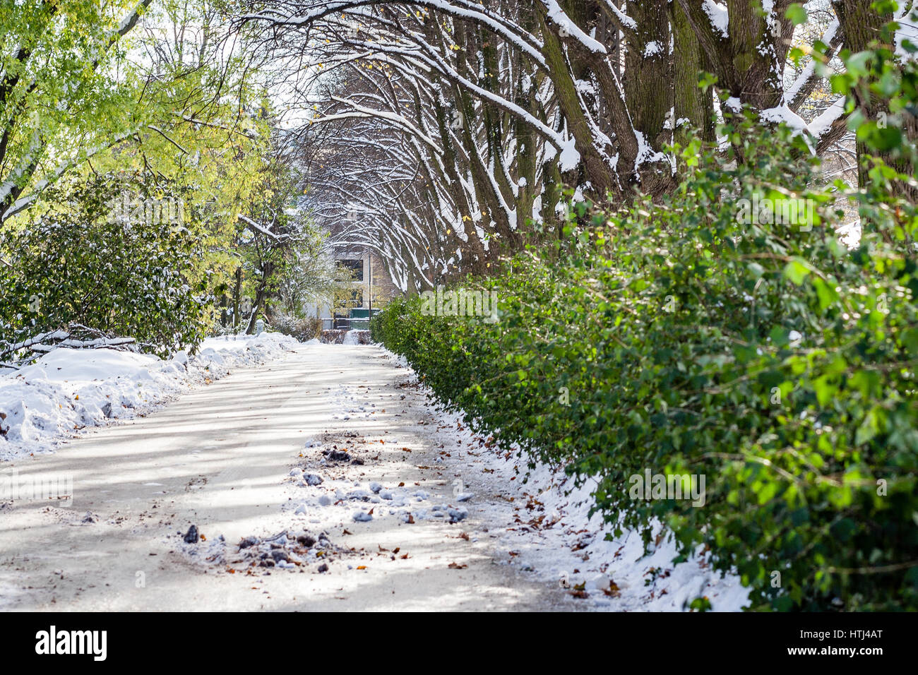 country road in perspective in winter forest with trees and grass Stock ...
