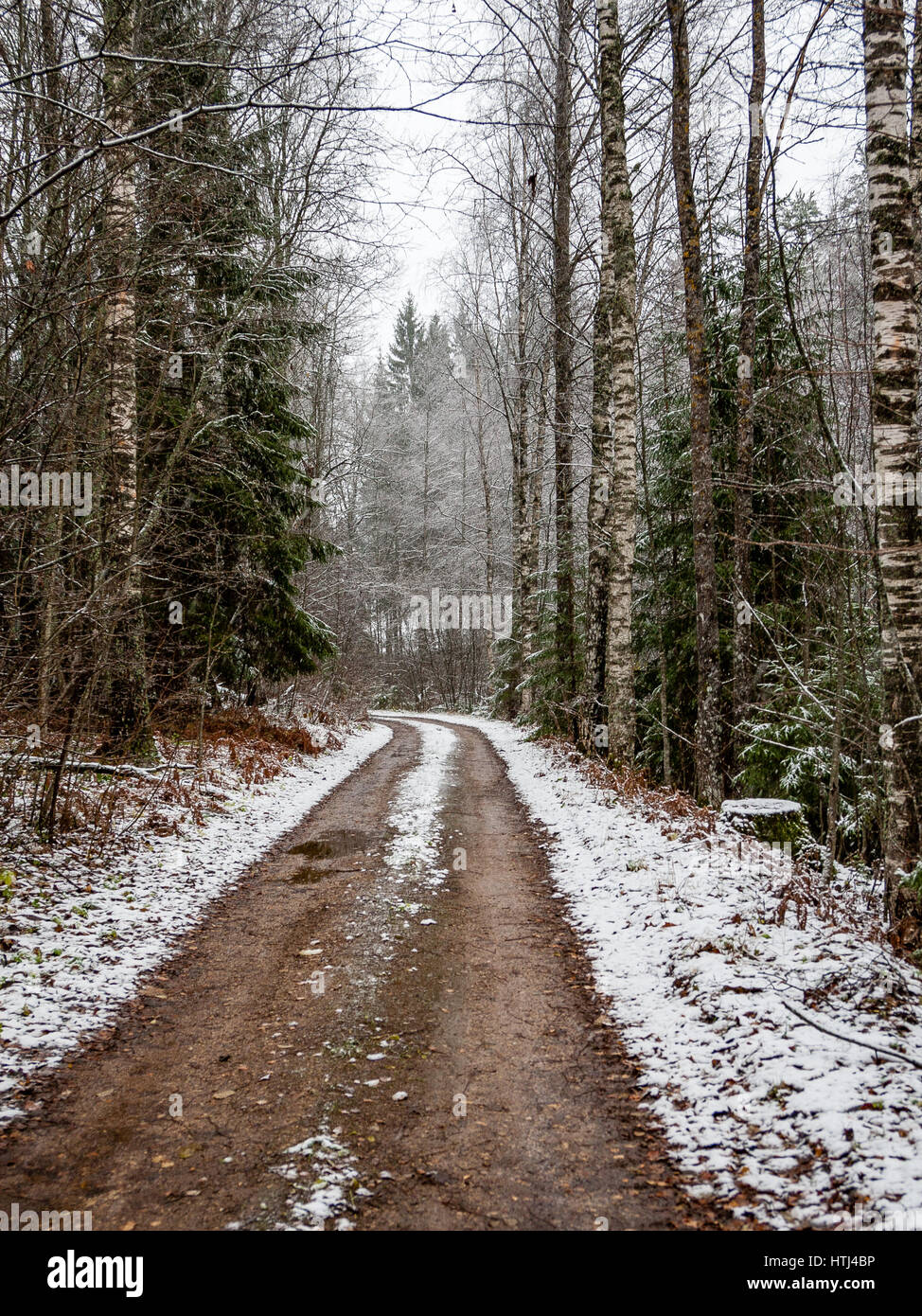 country road in perspective in winter forest with trees and grass Stock ...