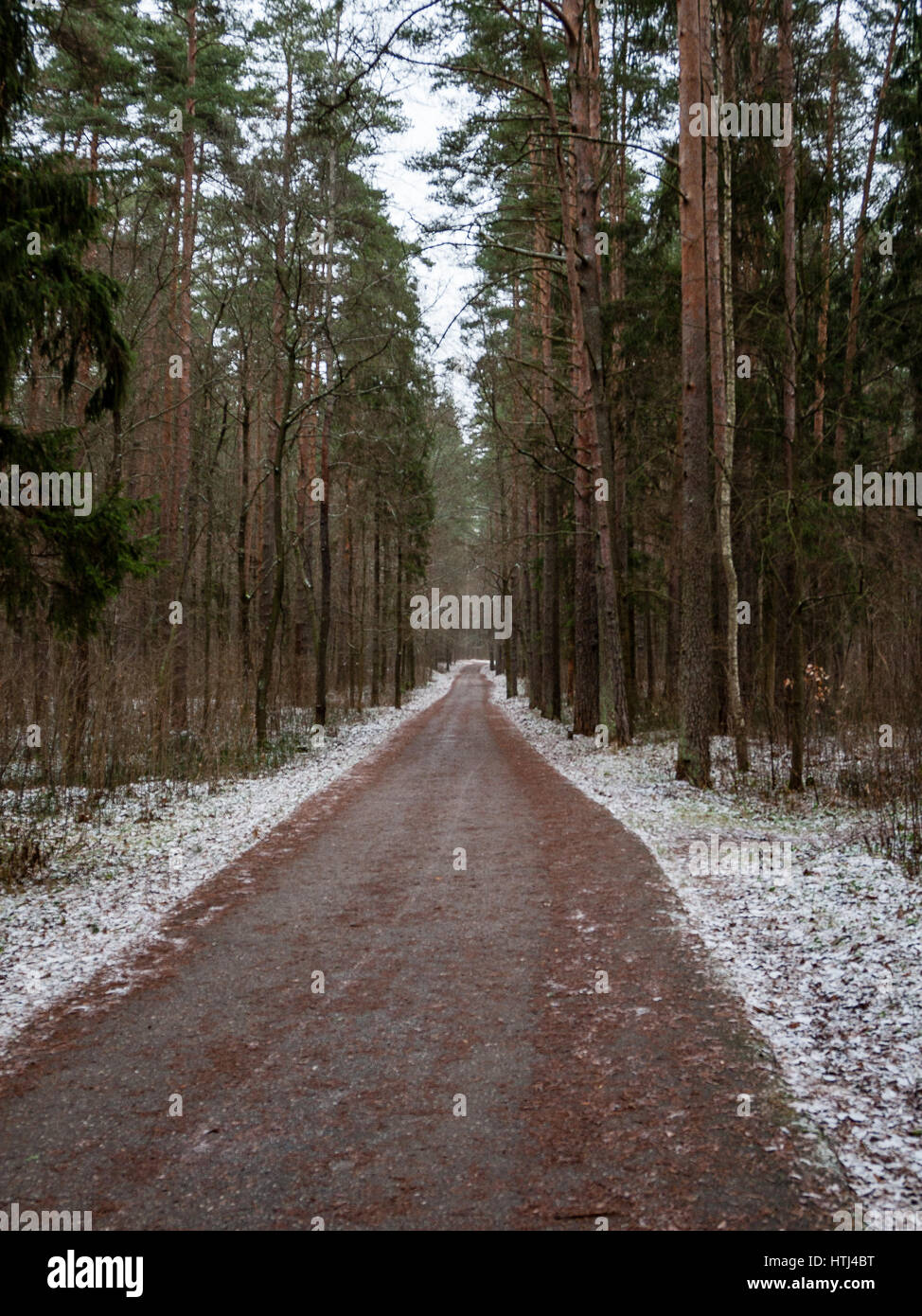 country road in perspective in winter forest with trees and grass Stock ...