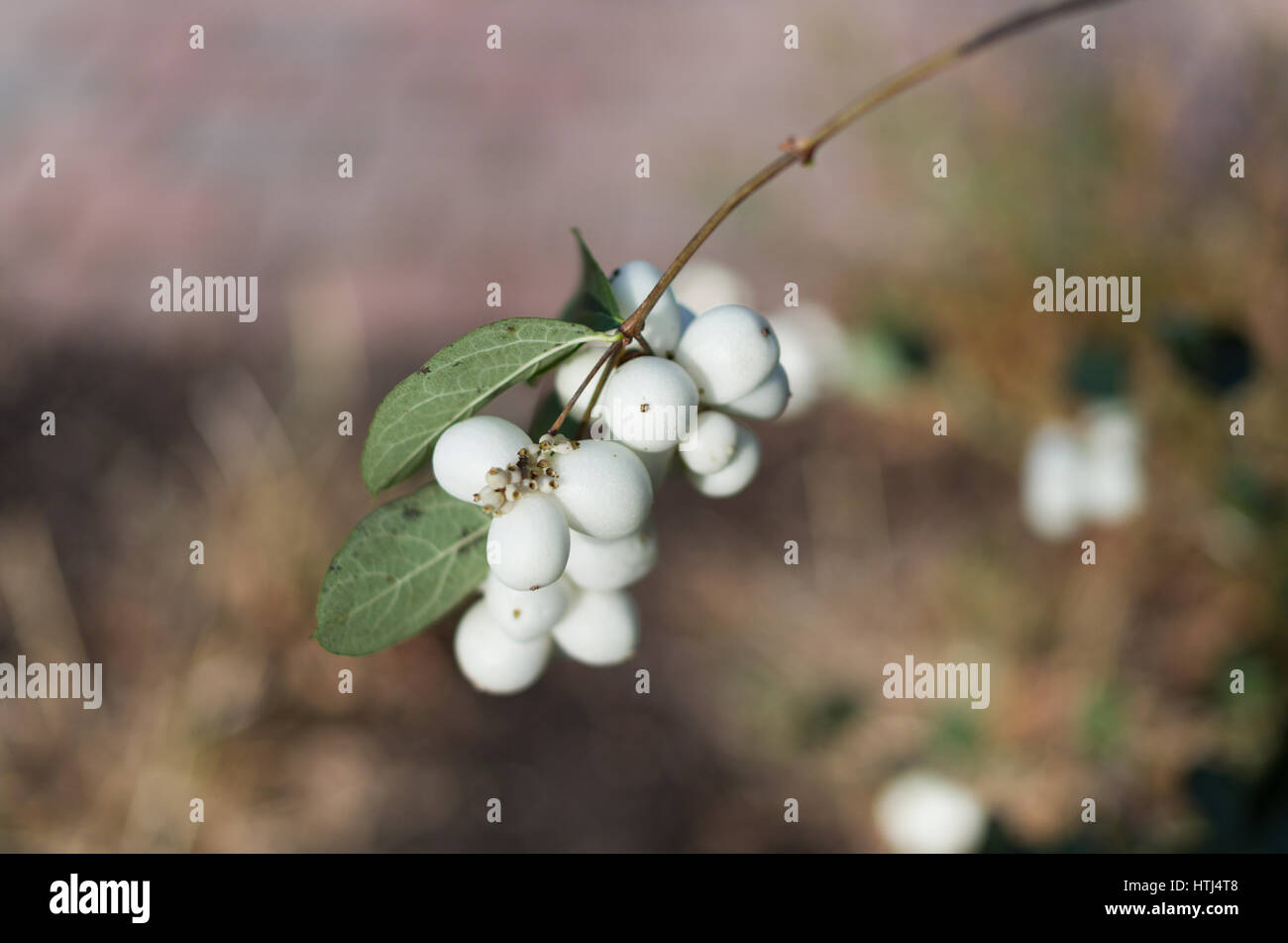 Snowberries Stock Photo