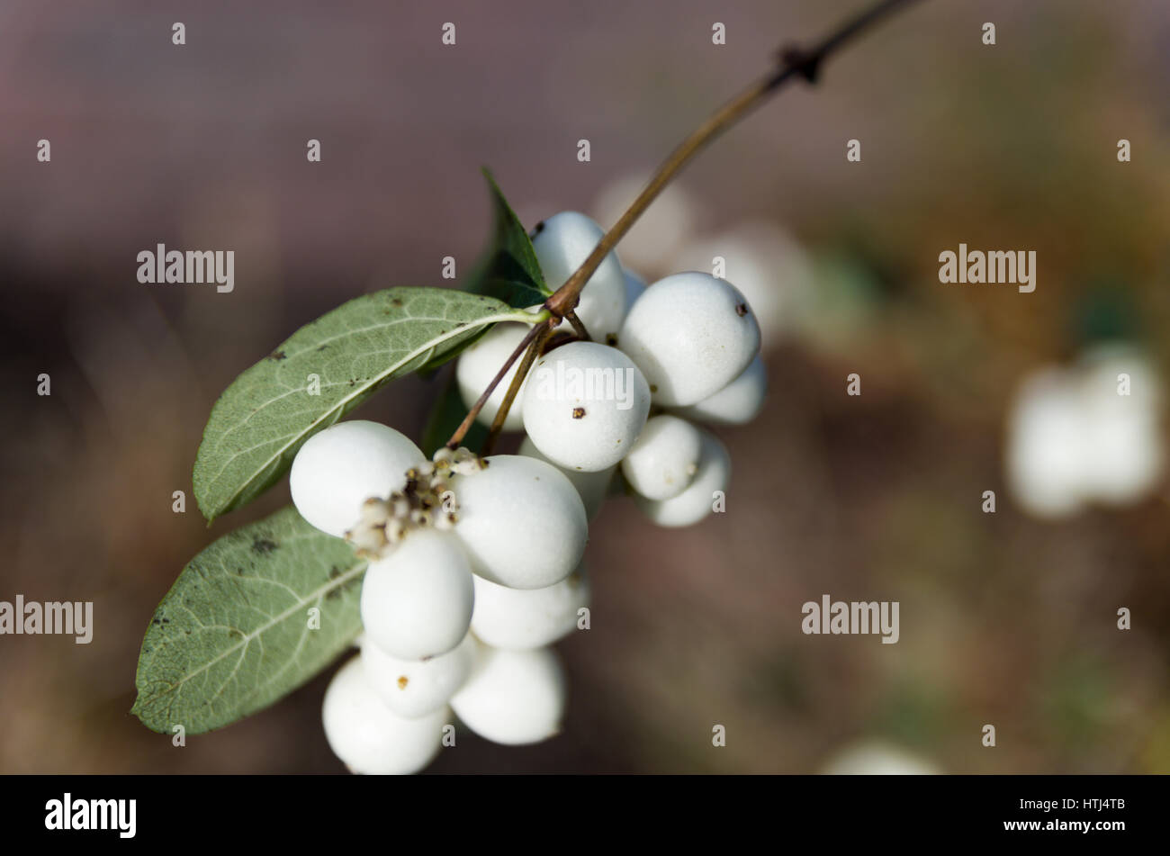 Snowberries Stock Photo