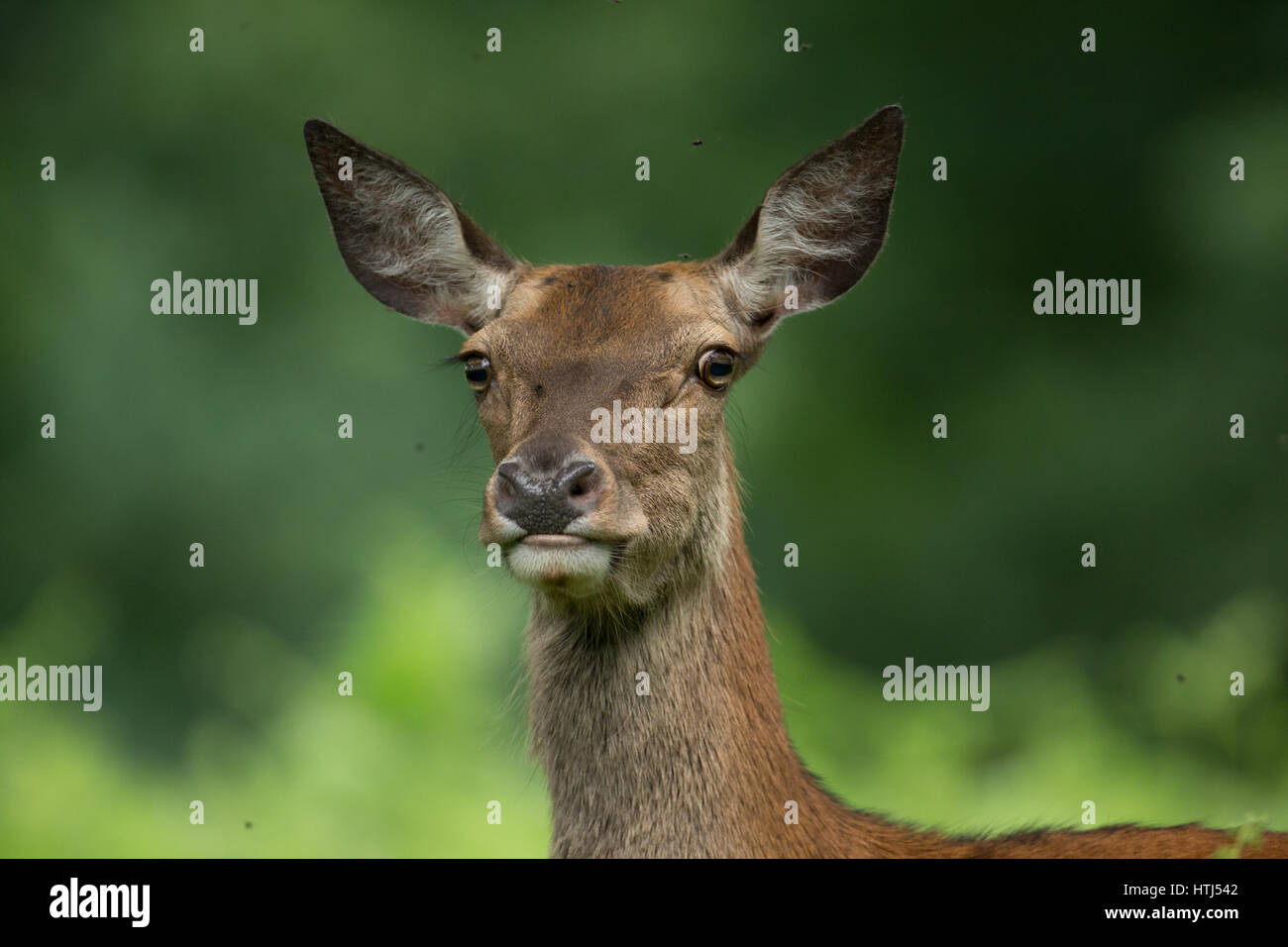 Red deer hind portrait Stock Photo